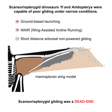 Figure 3. Graphical summary of the major findings of the new study. Image credit: Dececchi et al. 2020.
 